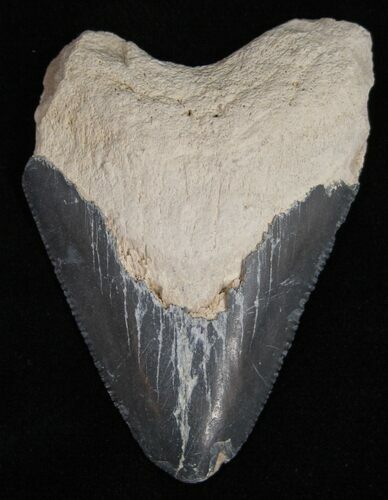 Bargain Bone Valley Megalodon Tooth #11082